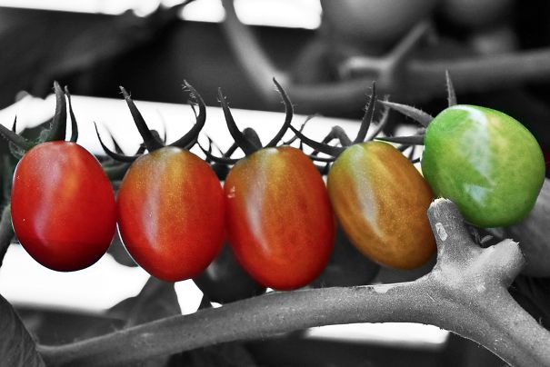 Perfectly lined cherry tomatoes on a vine, transitioning from green to red, satisfying a perfectionist's eye.