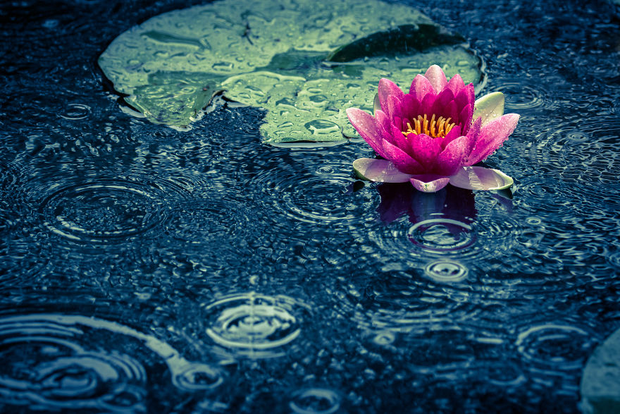 I Travel The World To Photograph Waterlilies I Travel The World To Photograph Waterlilies