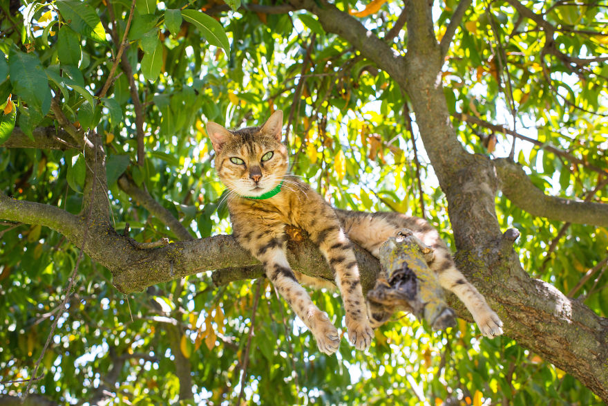 I Photograph Cats And Kittens At The Cat House On The Kings To Promote Adoption