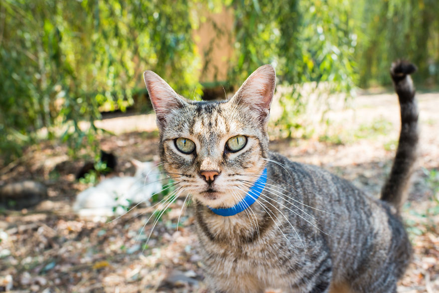 I Photograph Cats And Kittens At The Cat House On The Kings To Promote Adoption