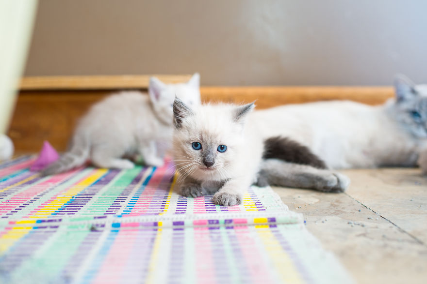 I Photograph Cats And Kittens At The Cat House On The Kings To Promote Adoption