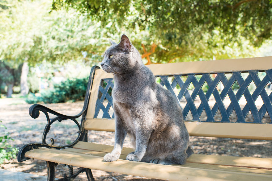 I Photograph Cats And Kittens At The Cat House On The Kings To Promote Adoption