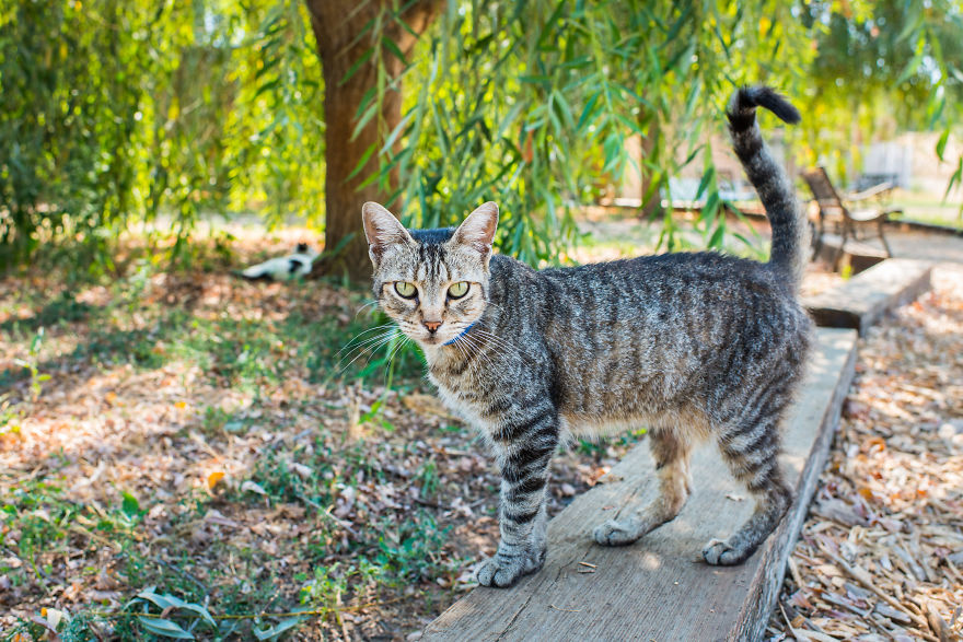I Photograph Cats And Kittens At The Cat House On The Kings To Promote Adoption I Photograph Cats And Kittens At The Cat House On The Kings To Promote Adoption