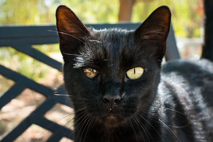 I Photograph Cats And Kittens At The Cat House On The Kings To Promote Adoption