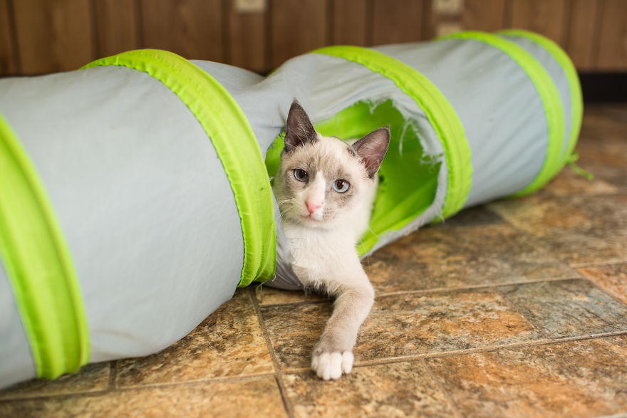 I Photograph Cats And Kittens At The Cat House On The Kings To Promote Adoption