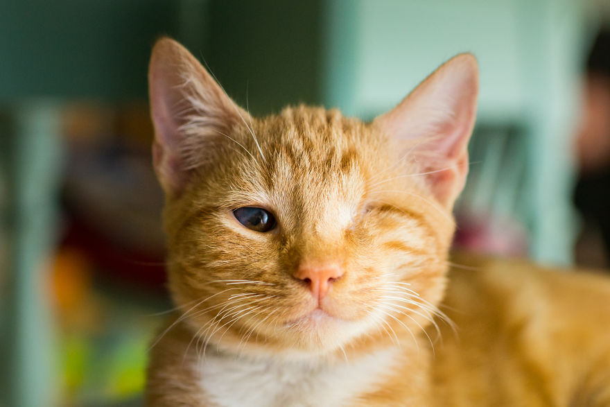 I Photograph Cats And Kittens At The Cat House On The Kings To Promote Adoption