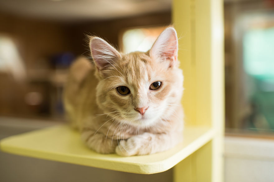 I Photograph Cats And Kittens At The Cat House On The Kings To Promote Adoption