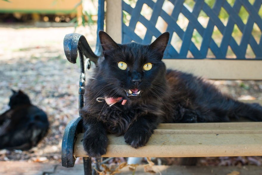 I Photograph Cats And Kittens At The Cat House On The Kings To Promote Adoption