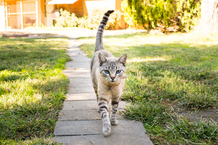 I Photograph Cats And Kittens At The Cat House On The Kings To Promote Adoption