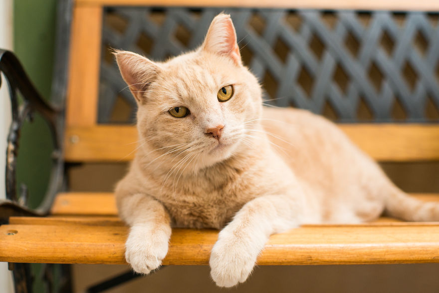 I Photograph Cats And Kittens At The Cat House On The Kings To Promote Adoption