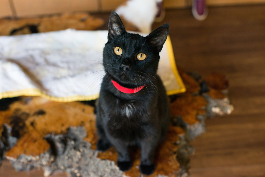 I Photograph Cats And Kittens At The Cat House On The Kings To Promote Adoption