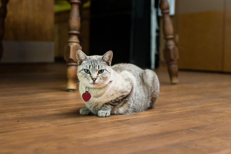 I Photograph Cats And Kittens At The Cat House On The Kings To Promote Adoption