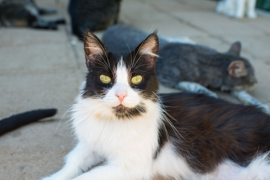 I Photograph Cats And Kittens At The Cat House On The Kings To Promote Adoption