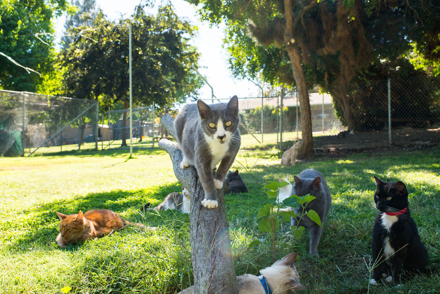 I Photograph Cats And Kittens At The Cat House On The Kings To Promote Adoption