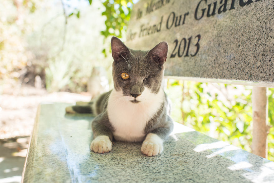 I Photograph Cats And Kittens At The Cat House On The Kings To Promote Adoption