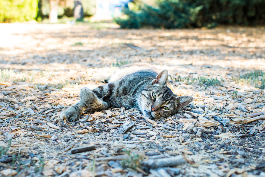 I Photograph Cats And Kittens At The Cat House On The Kings To Promote Adoption