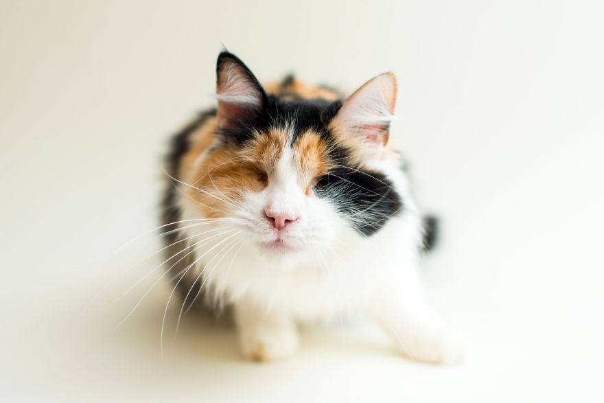 I Capture The Beauty Of Blind Cats To Help Them Get Adopted I Capture The Beauty Of Blind Cats To Help Them Get Adopted