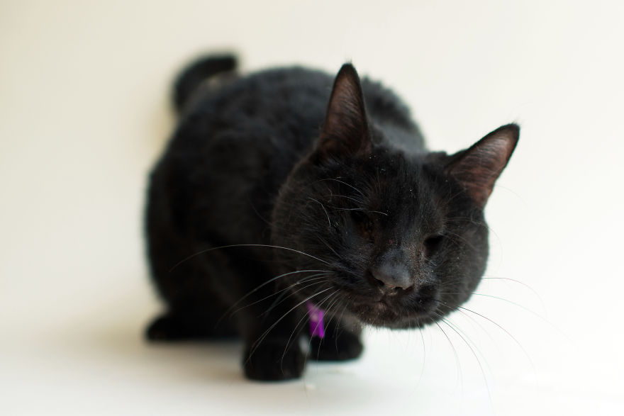 I Capture The Beauty Of Blind Cats To Help Them Get Adopted I Capture The Beauty Of Blind Cats To Help Them Get Adopted