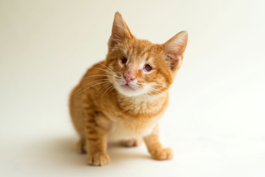 I Capture The Beauty Of Blind Cats To Help Them Get Adopted I Capture The Beauty Of Blind Cats To Help Them Get Adopted