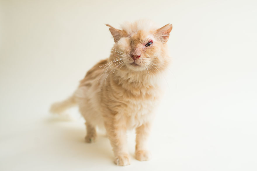 I Capture The Beauty Of Blind Cats To Help Them Get Adopted I Capture The Beauty Of Blind Cats To Help Them Get Adopted