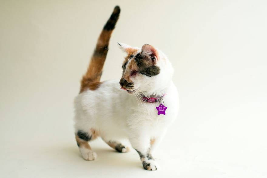 I Capture The Beauty Of Blind Cats To Help Them Get Adopted I Capture The Beauty Of Blind Cats To Help Them Get Adopted
