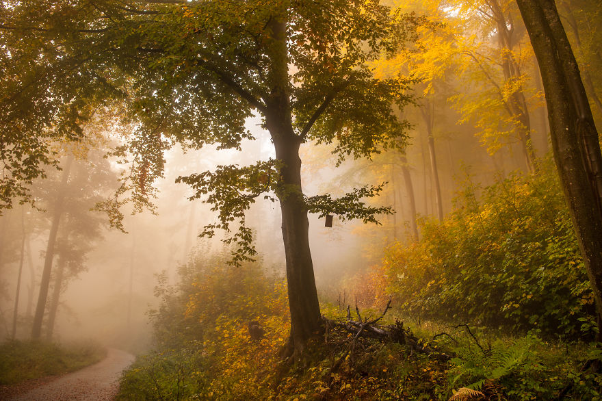 I Am A Catcher Of The Fog