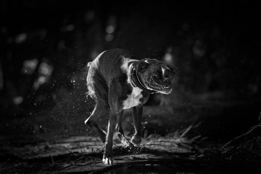 I Show My Boxers Funny Expressions Thourgh Black & White Photography I Show My Boxers Funny Expressions Thourgh Black & White Photography