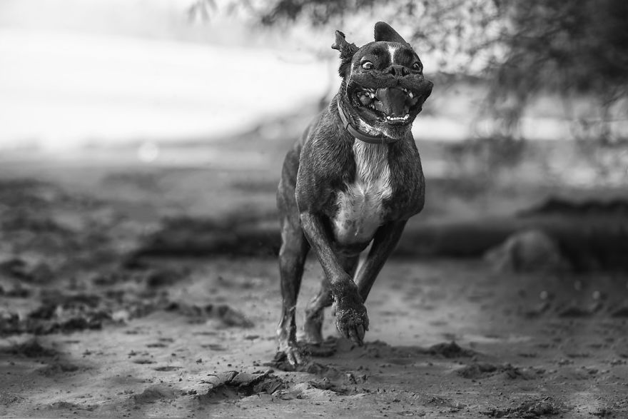 I Show My Boxers Funny Expressions Thourgh Black & White Photography I Show My Boxers Funny Expressions Thourgh Black & White Photography