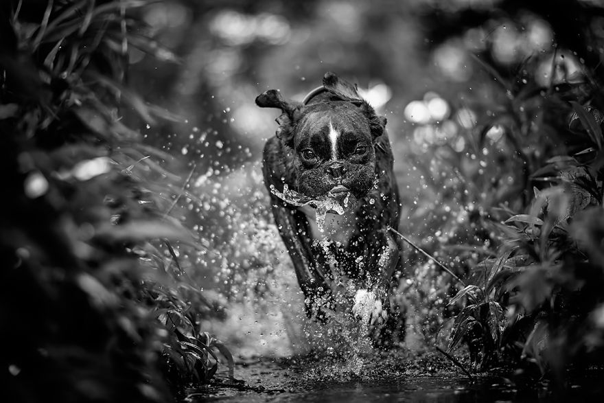 I Show My Boxers Funny Expressions Thourgh Black & White Photography I Show My Boxers Funny Expressions Thourgh Black & White Photography
