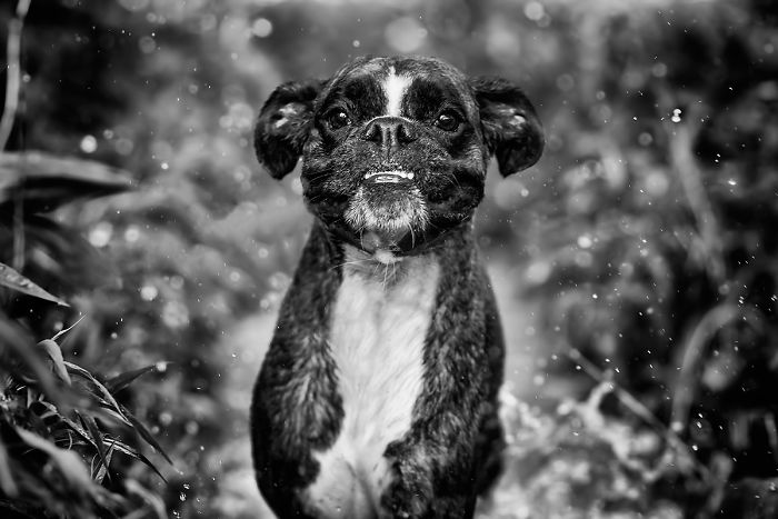 I Show My Boxers Funny Expressions Thourgh Black & White Photography