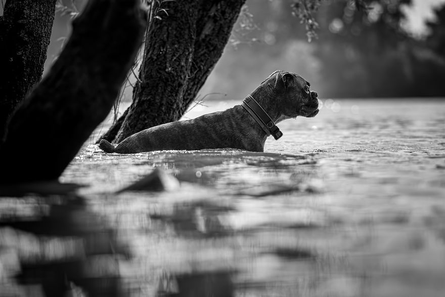 I Show My Boxers Funny Expressions Thourgh Black & White Photography I Show My Boxers Funny Expressions Thourgh Black & White Photography