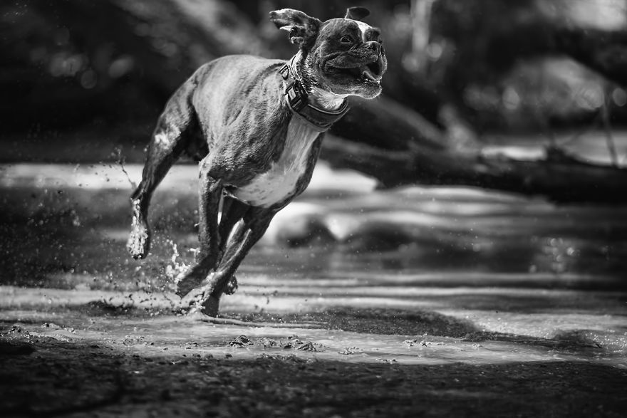 I Show My Boxers Funny Expressions Thourgh Black & White Photography I Show My Boxers Funny Expressions Thourgh Black & White Photography