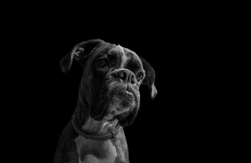 I Show My Boxers Funny Expressions Thourgh Black & White Photography I Show My Boxers Funny Expressions Thourgh Black & White Photography