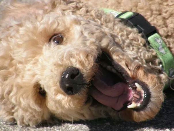 When Your Dog Gets Into The *vitamins*