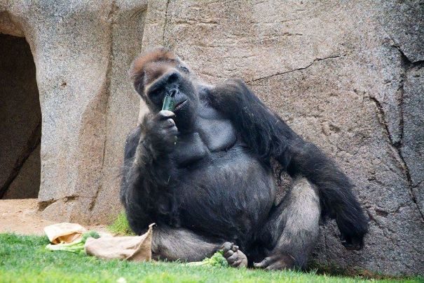 He Shoved The Vegetable Up His Nose, Then Took It Out And Ate It.