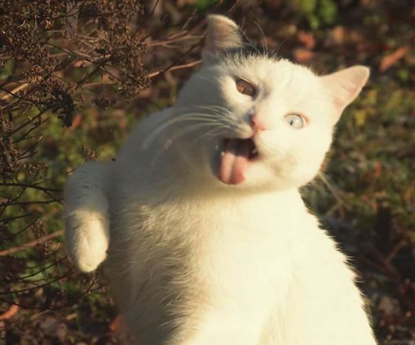 And Then.. Theres My Cat