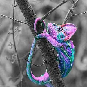 holliecolquhoun avatar