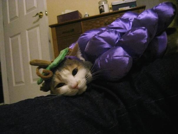 It's Tiring Being Grapes