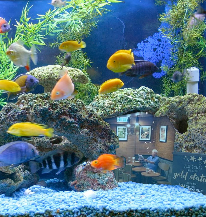 Fish Tank