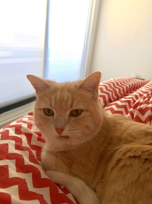 My Cat Doesn't Like Early Mornings