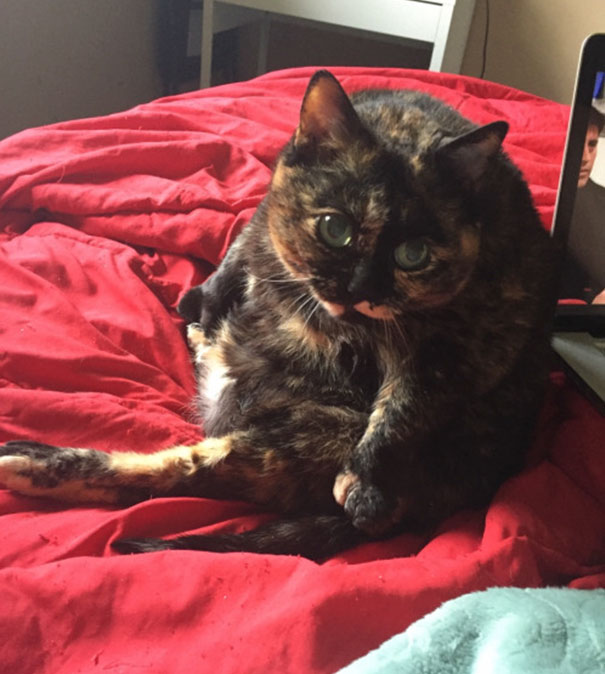 Unflattering Cat Selfie