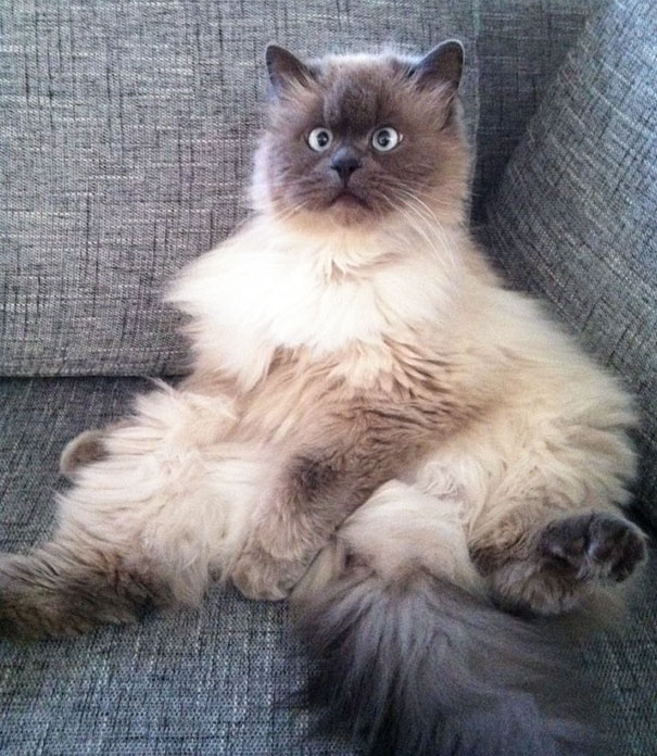 My Co-workers Cat Has Suddenly Realized Something I Want To Know About