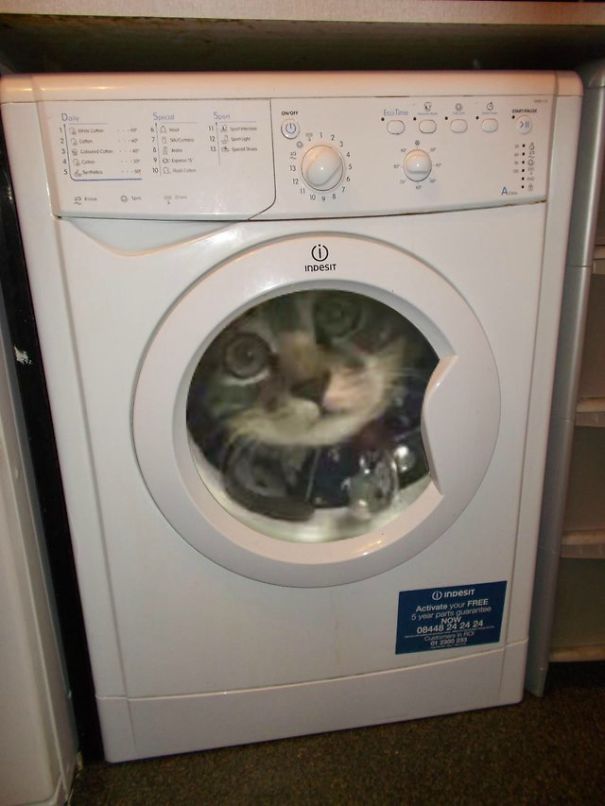 Giant Washing Machine Cat