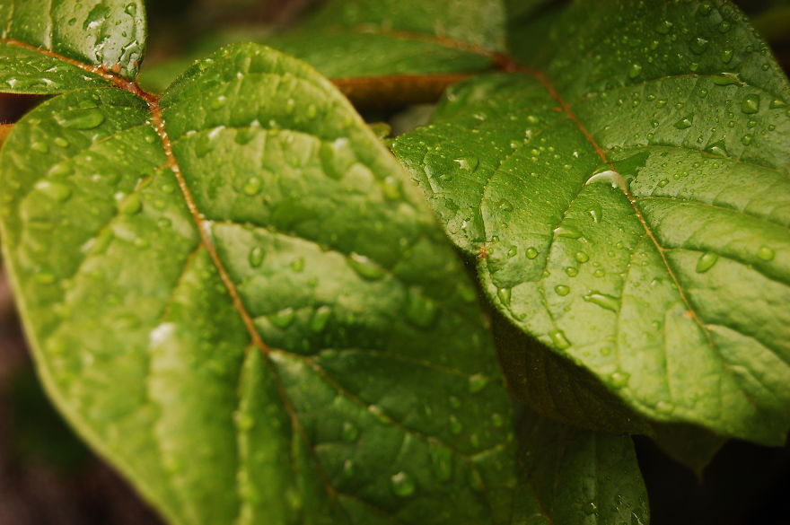 How I Discovered The Art Of Magic Rain