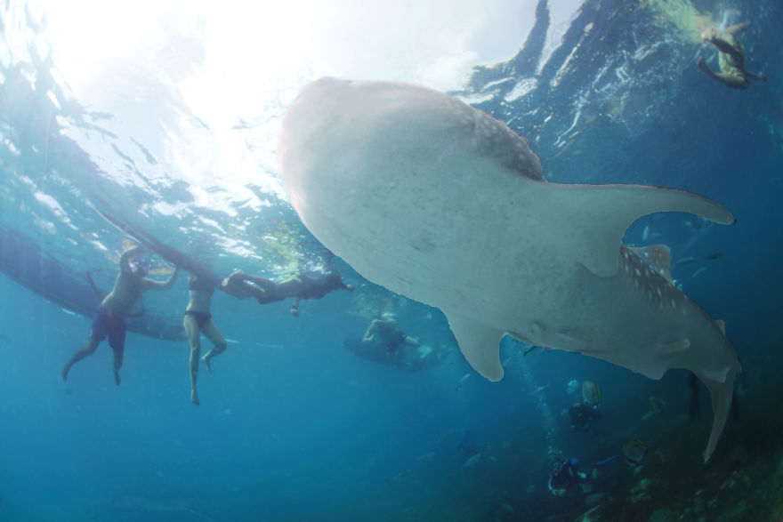 Humans Of Oslob Humans Of Oslob