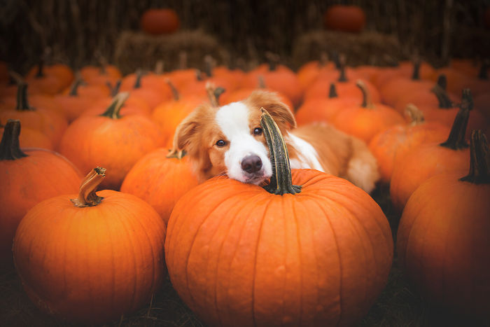 My Dogs And I Found A Place Full Of Pumpkins And Decided To Have Some Fun!