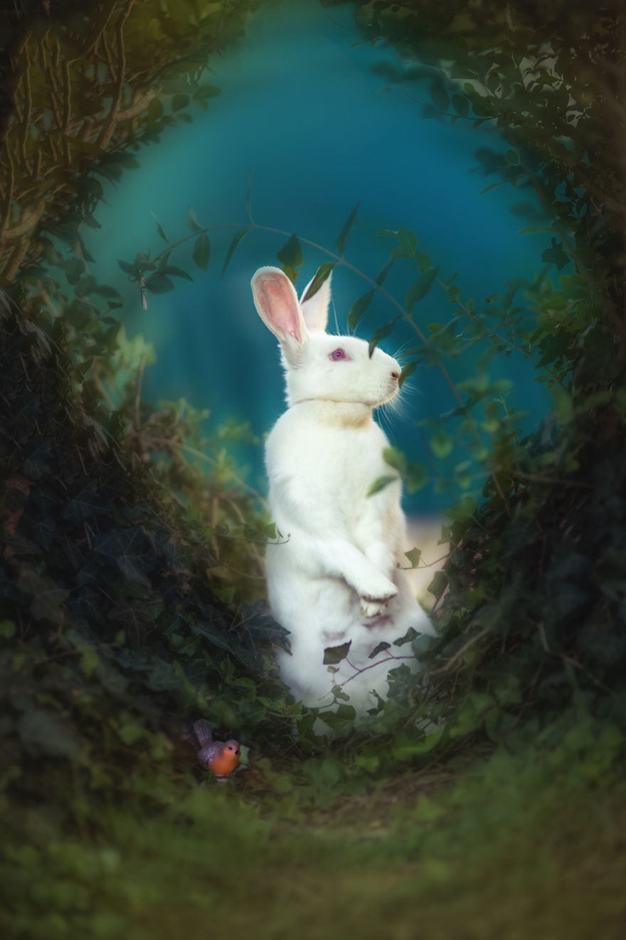 Opicina In "The Secret Garden"