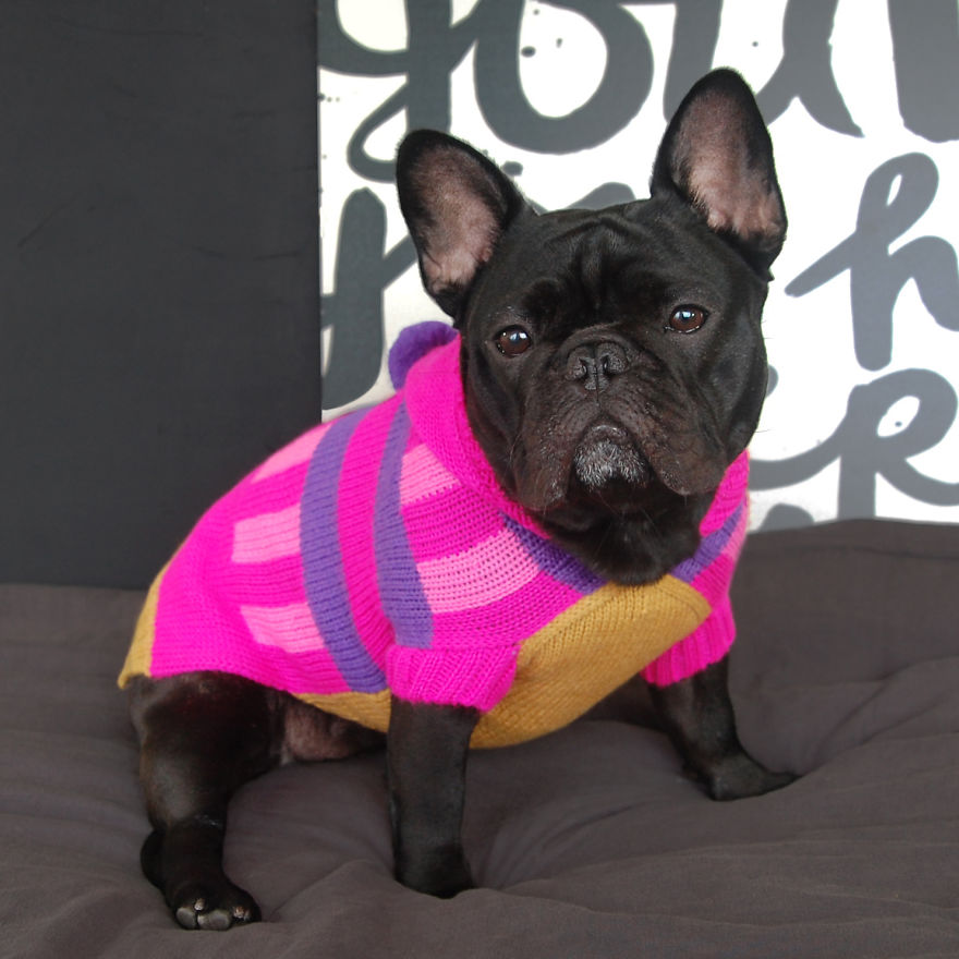 I Sent My French Bulldog On The Time Machine To Find The Perfect Sweater (9 Pics)