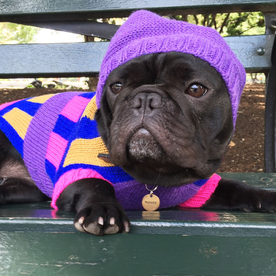 I Sent My French Bulldog On The Time Machine To Find The Perfect Sweater (9 Pics)
