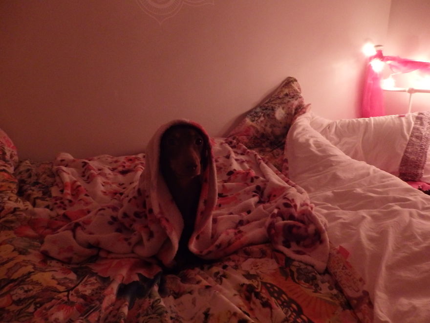 I Think My Dog Is An Alien...